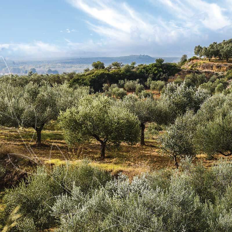Find Extra Virgin Olive Oil from experts in the Greek island of Crete at Metropolitan Market #BestofMet