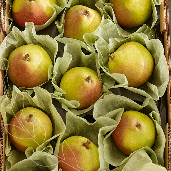 Find a Case of Holiday Pears at each Met Market store. #BestofMet