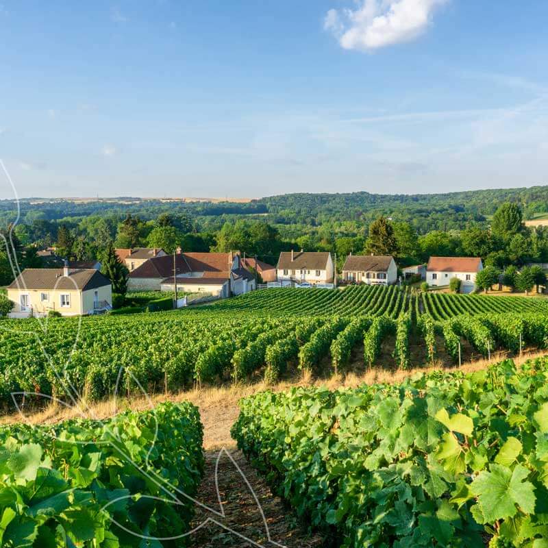 Find Metropolitain Champagne from France at each Met Market store. #BestofMet