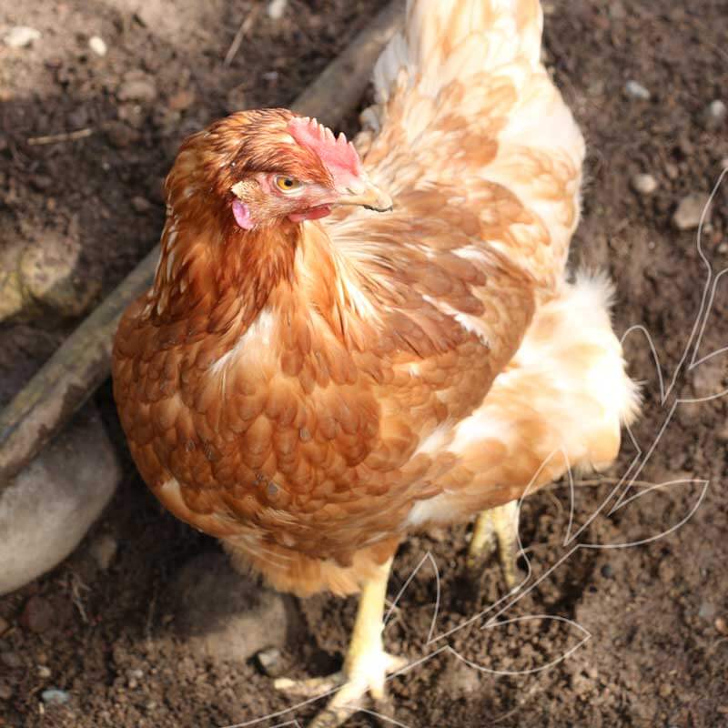 Our organic eggs are produced in a sustainable and environmentally friendly environment. #BestofMet