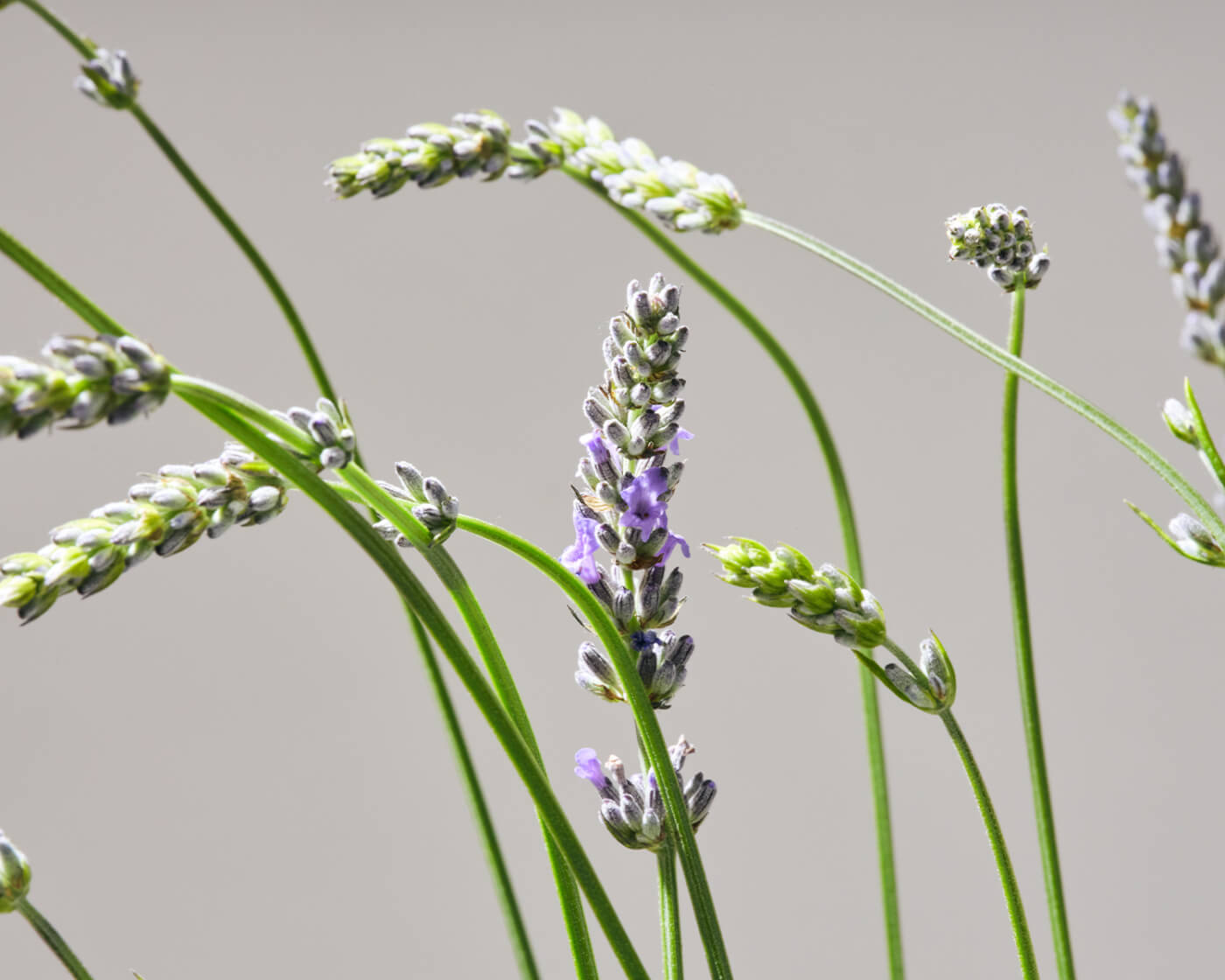 Close up image of Grosso Lavender on a grey background.
