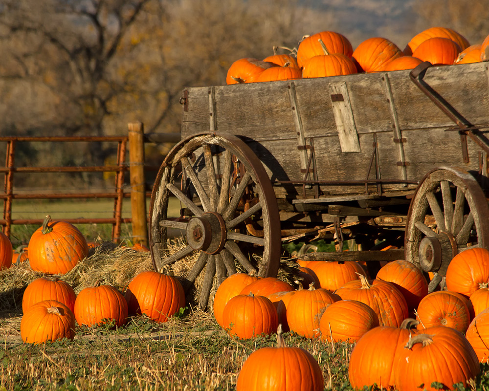 Pumpkins on a wooden wagon