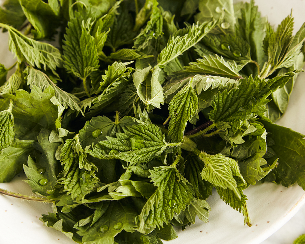 Nettles in white bowl