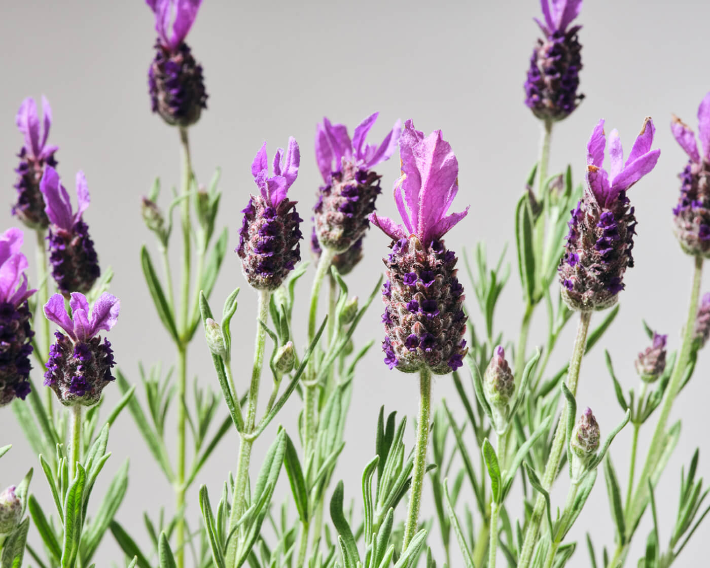 Close up image of Anouk lavender on a grey background.