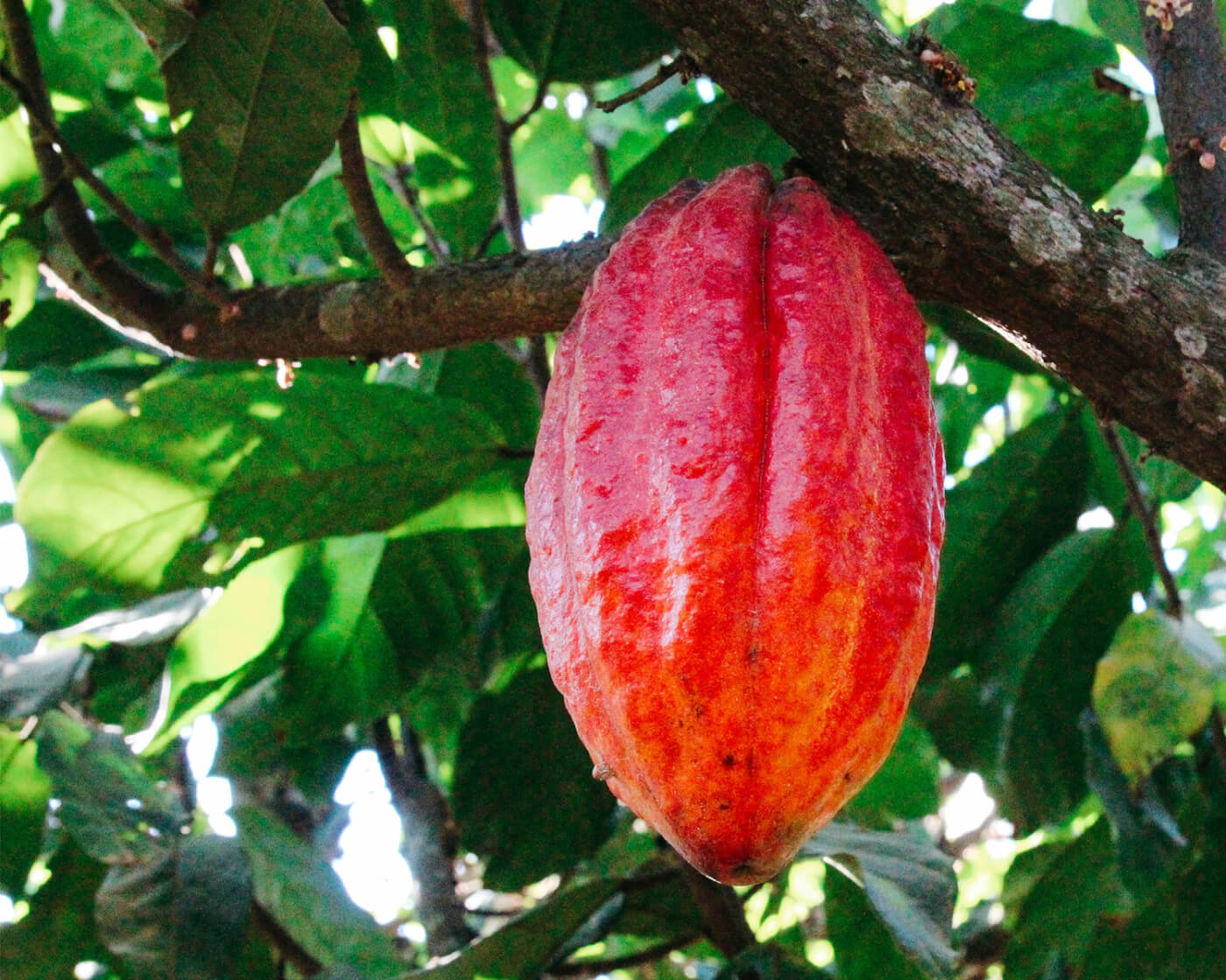 cacao bean