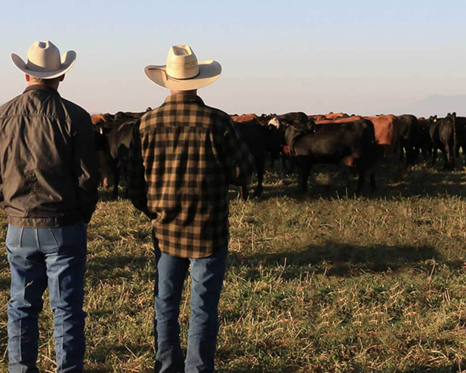 two people looking at a herd of cattle