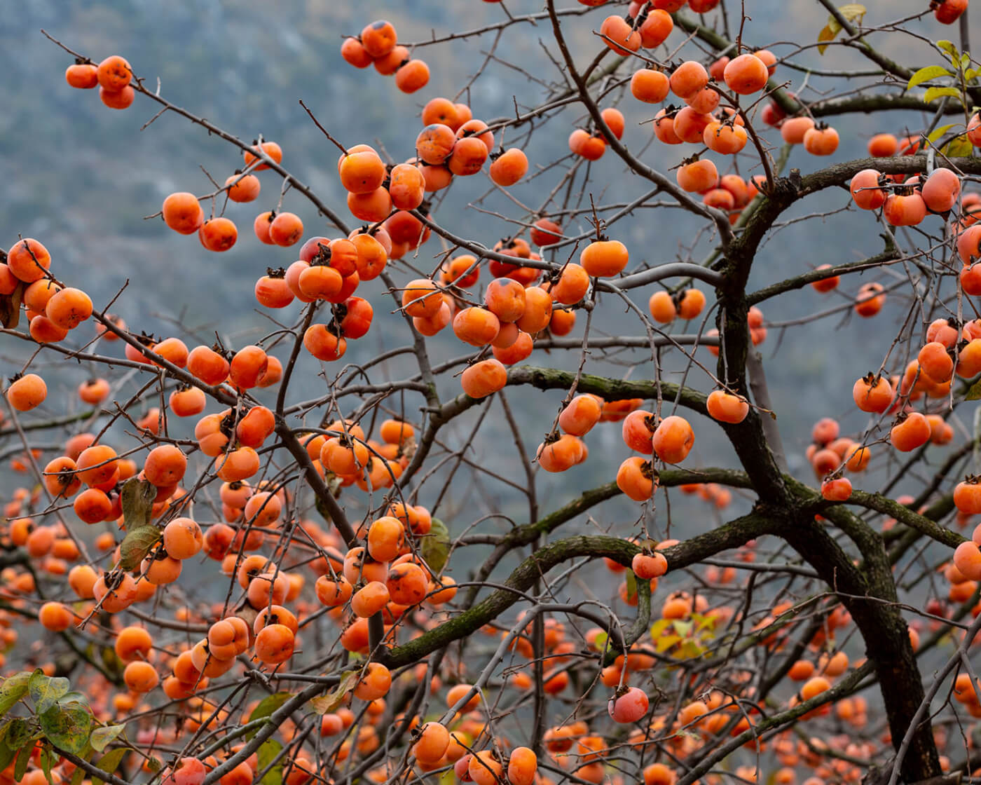 persimmons in a tree