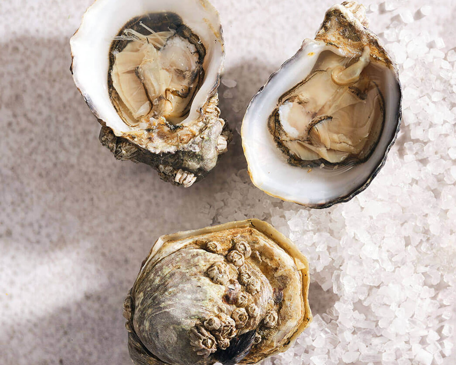 blue pool oysters