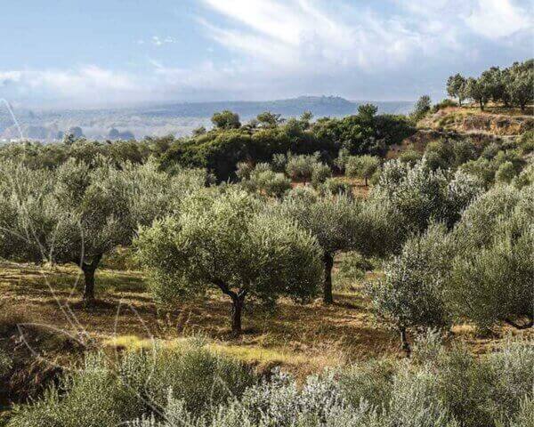 Olive trees on an island in Greece.