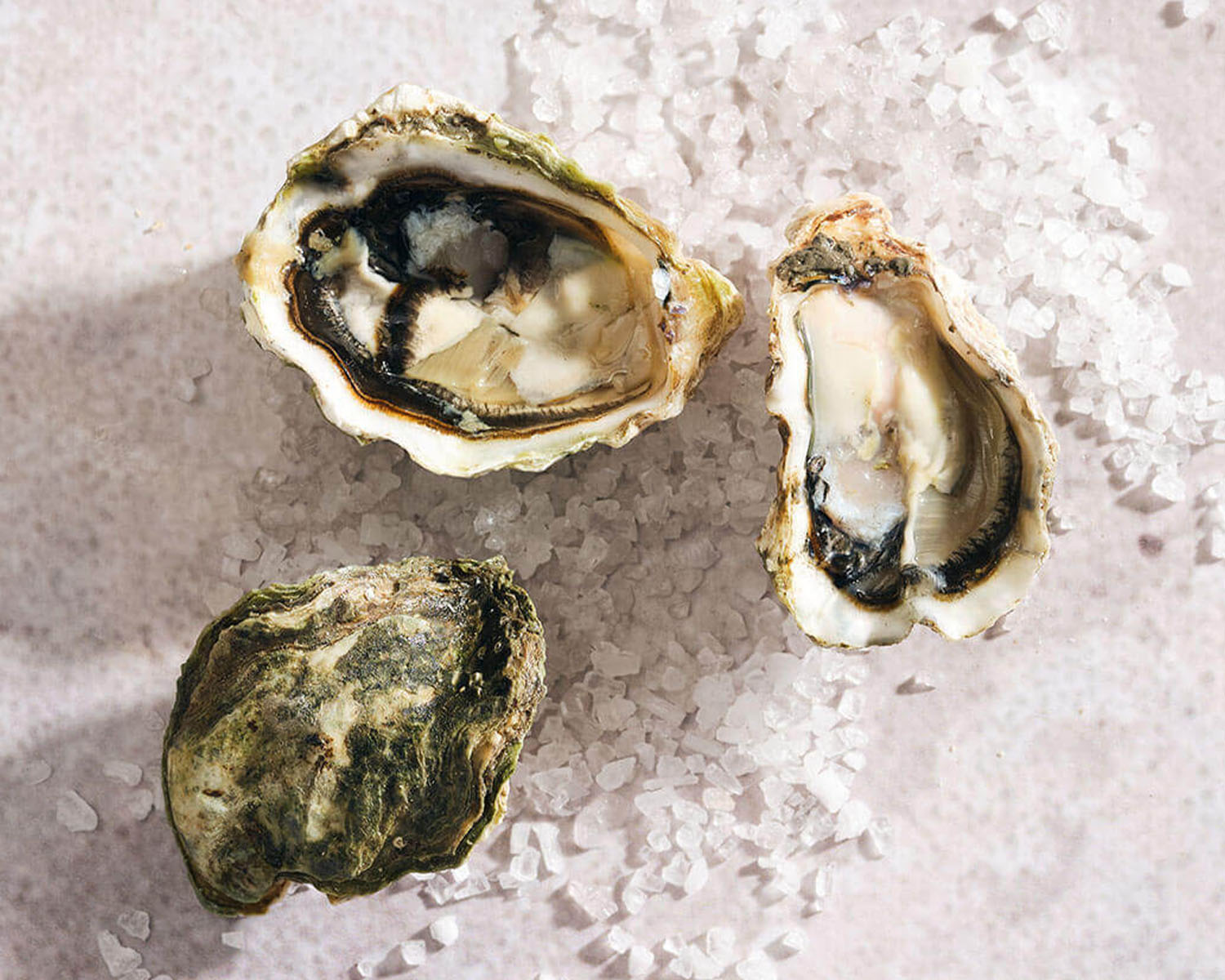 kumamoto oysters