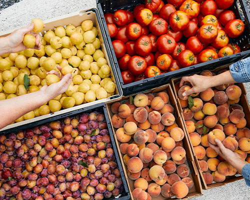 Bins of stone fruit and two sets of hands selecting the best fruit.