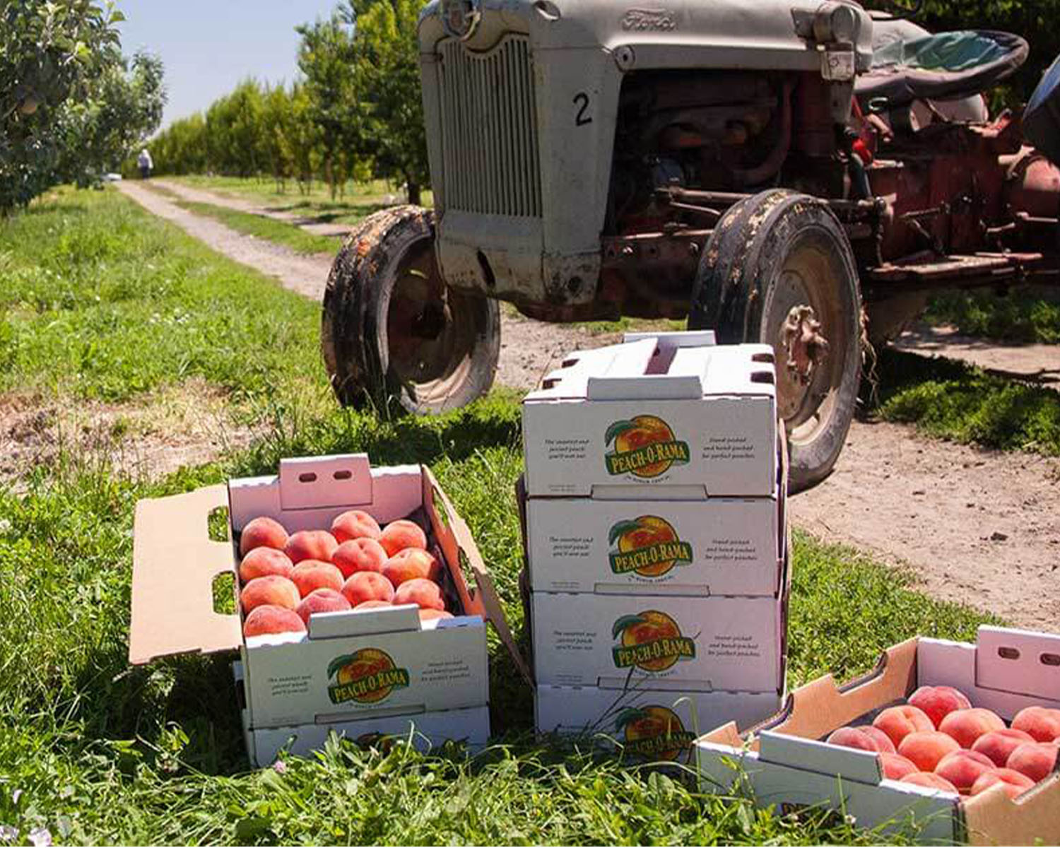 boxes of peaches and a tractor