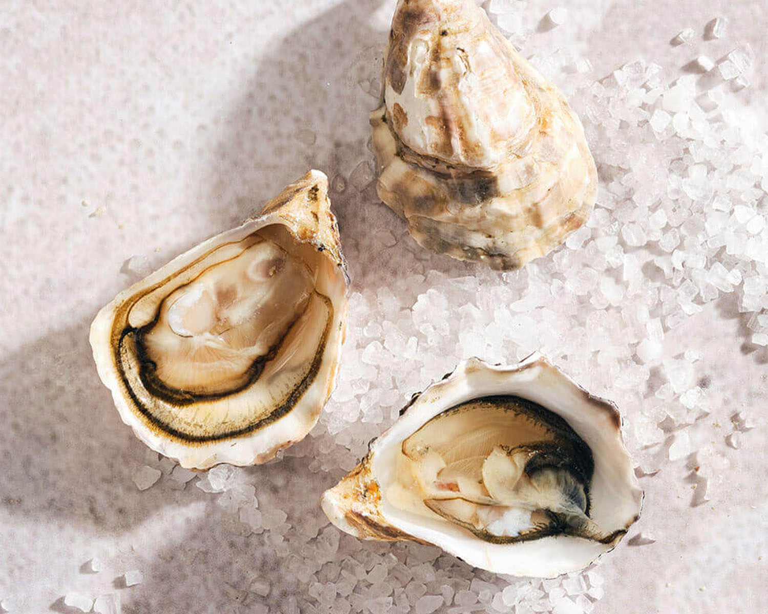 kusshi oysters