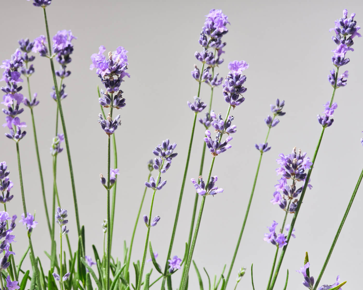 Close up image of Munstead Lavender on a grey background.