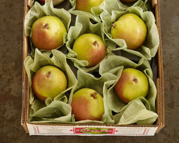 Box of pears nestled with tissue paper.