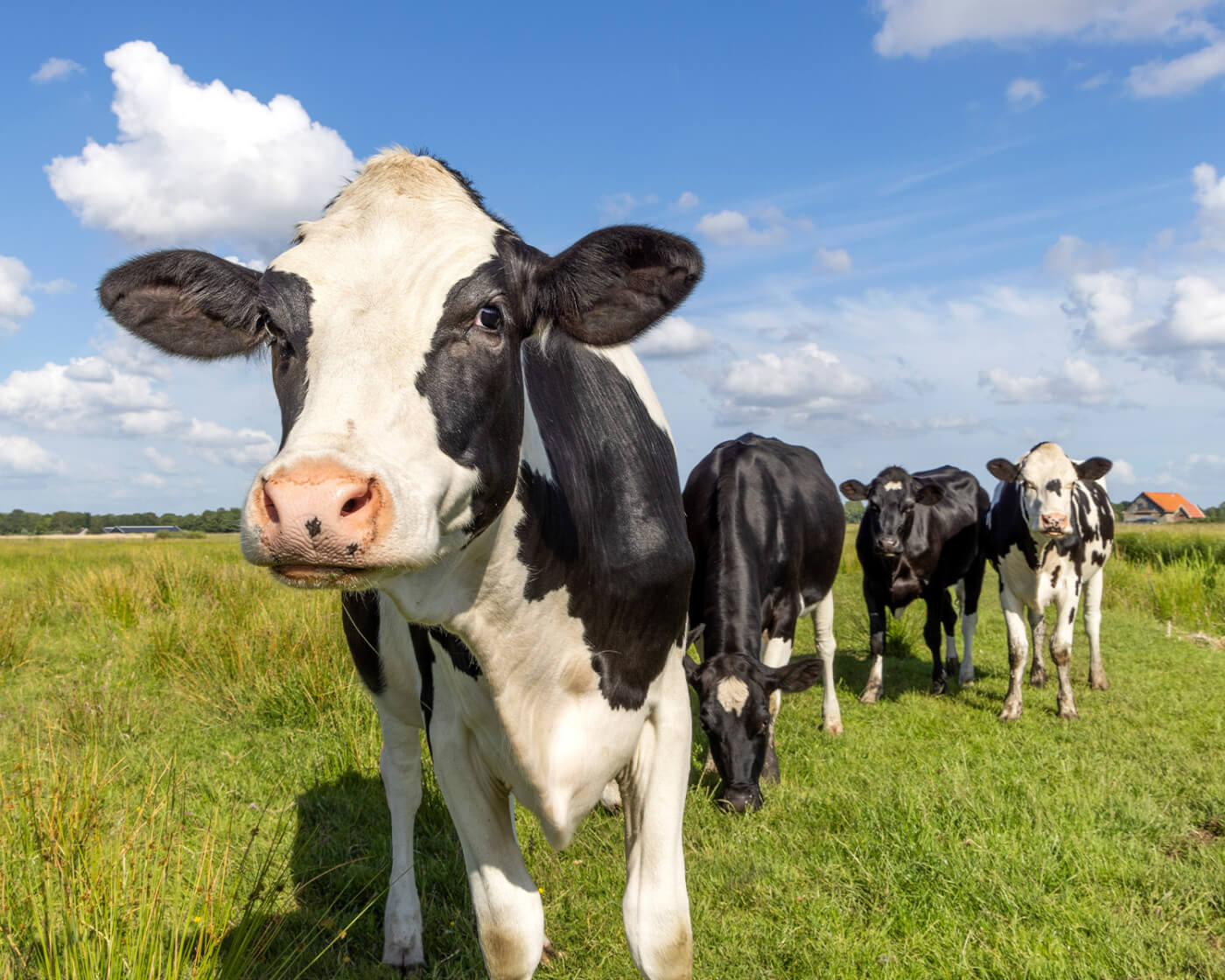 cows in field