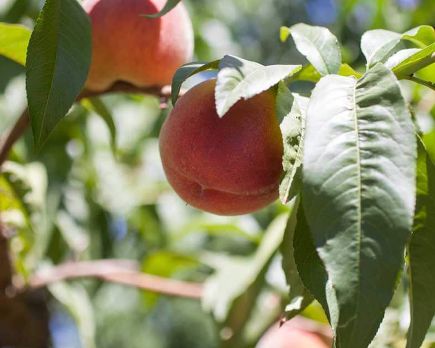 two peaches on a tree