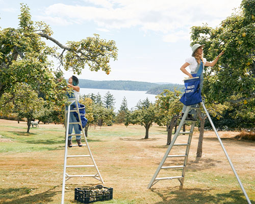 Two people on ladders collecting fruit from trees.