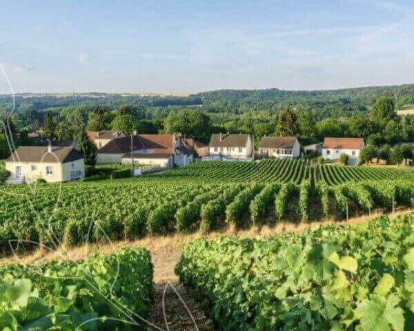 Lush vineyards in the French countryside.