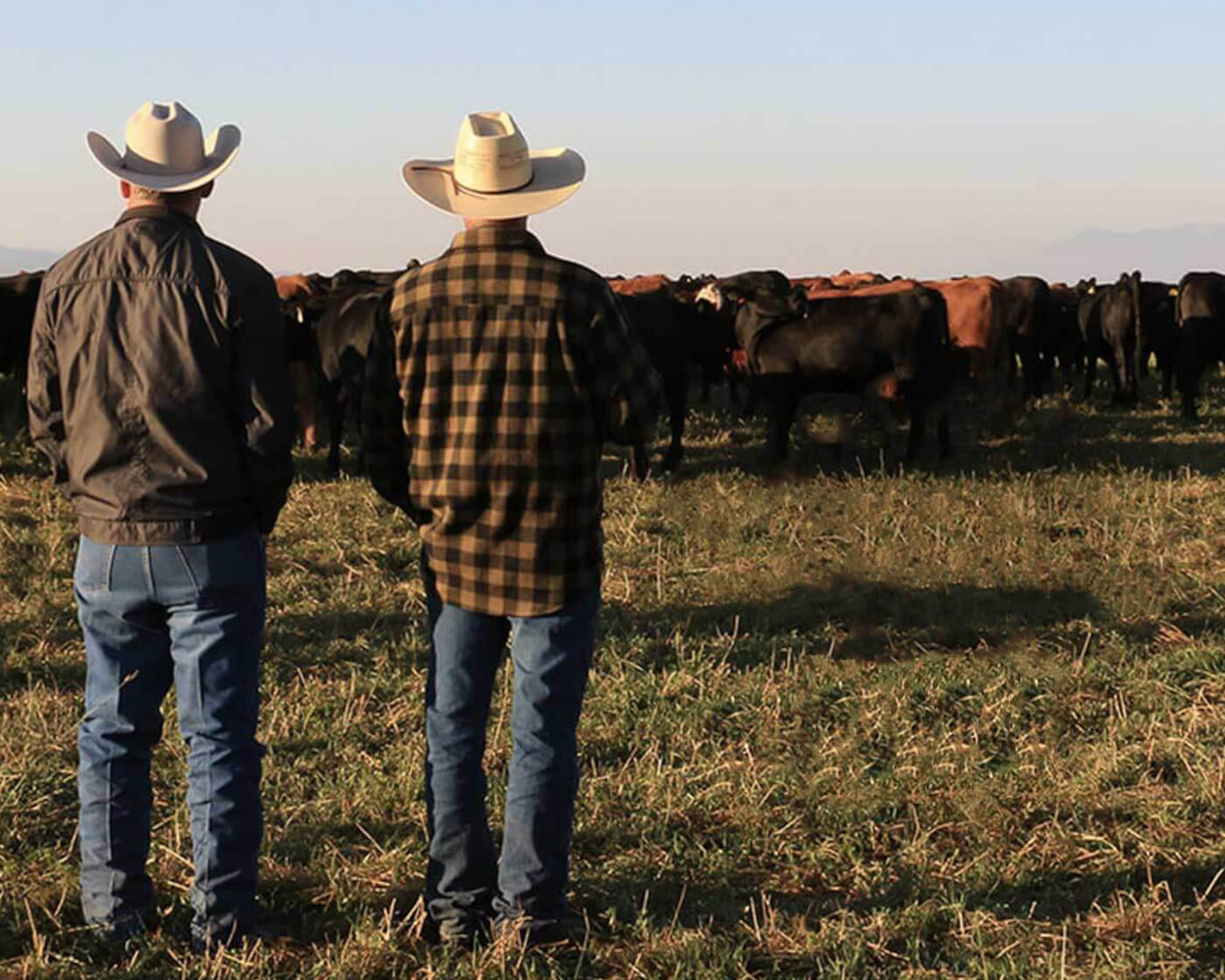 Two men in cowboy hats standing in front of a large herd of cattle.