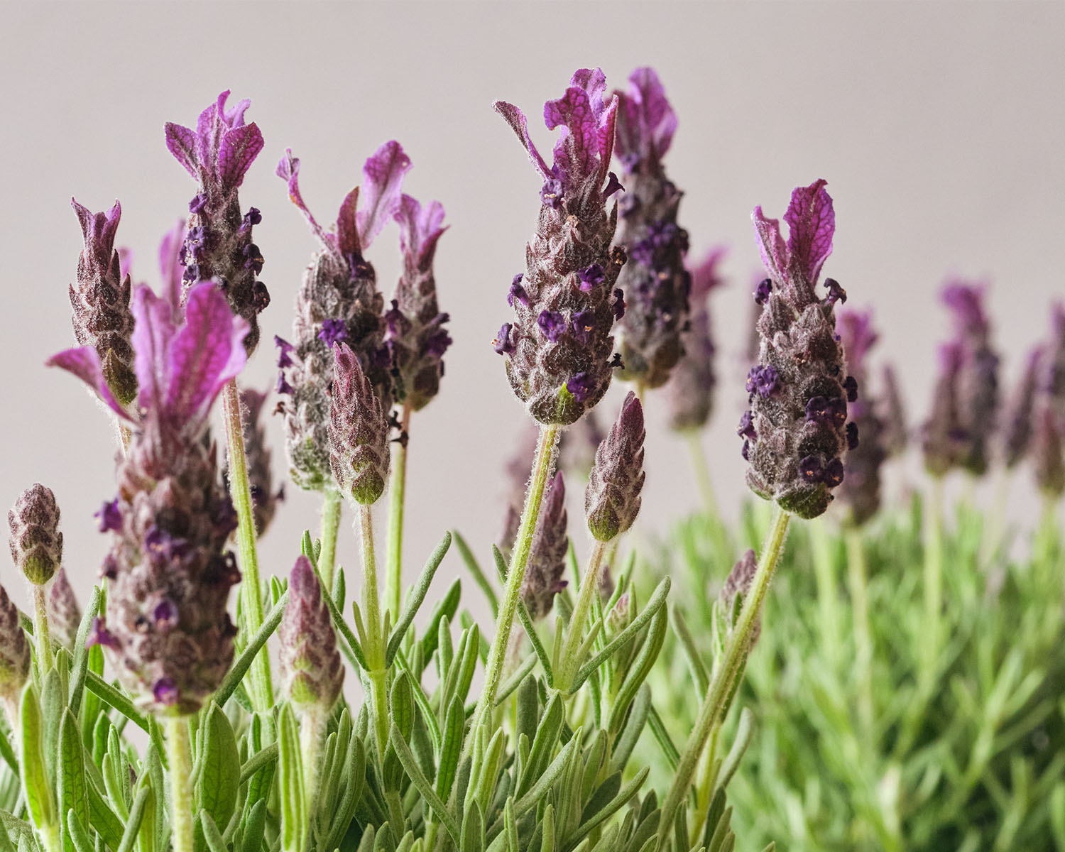 Close up image of SuperBlue lavender on a grey background.