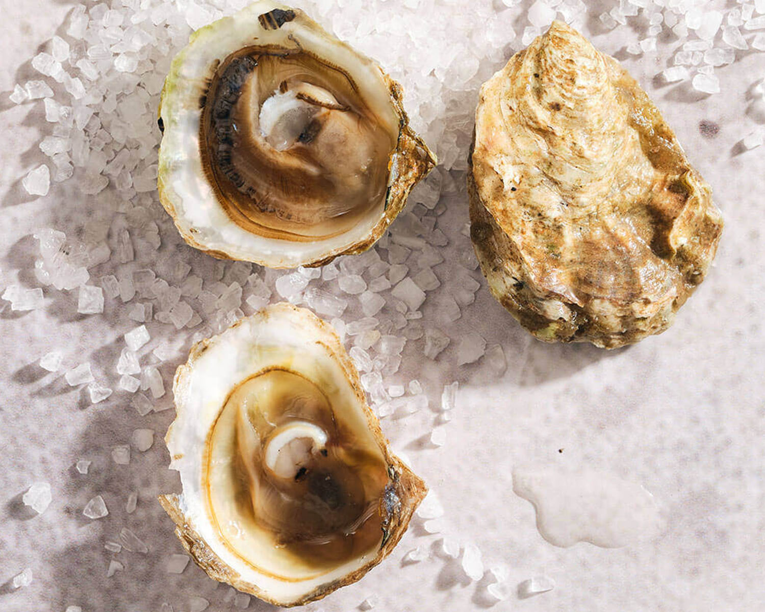 olympia oysters