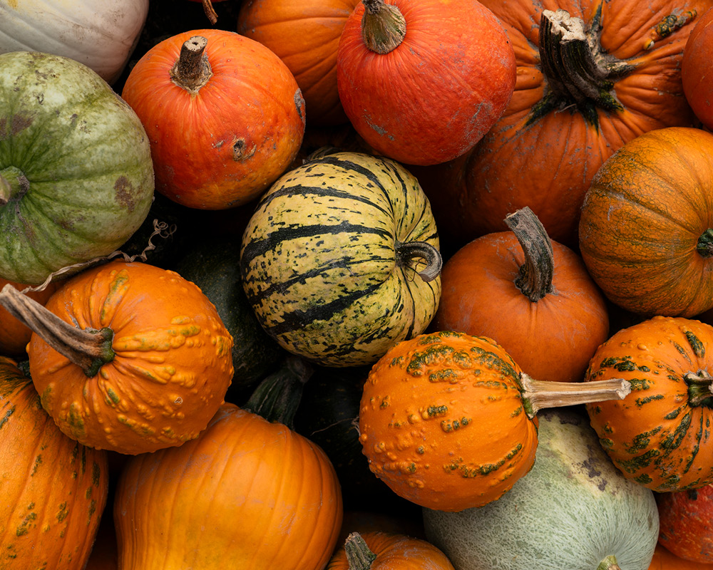Overhead shot of lumpy pumpkins