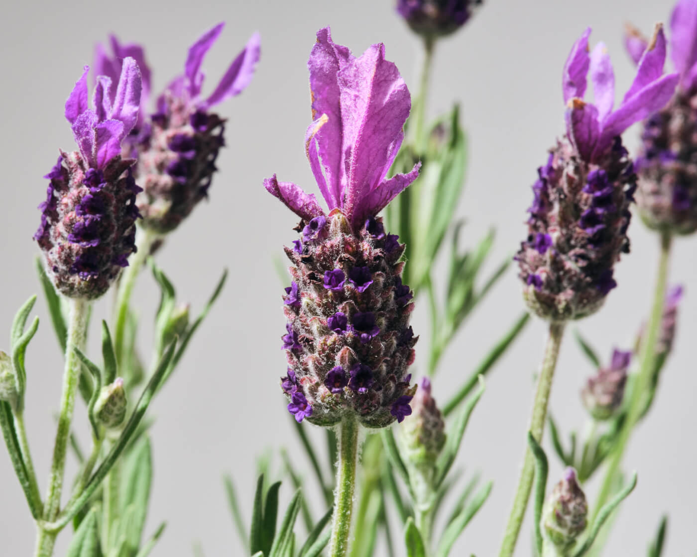 Closeup of lavender flowers