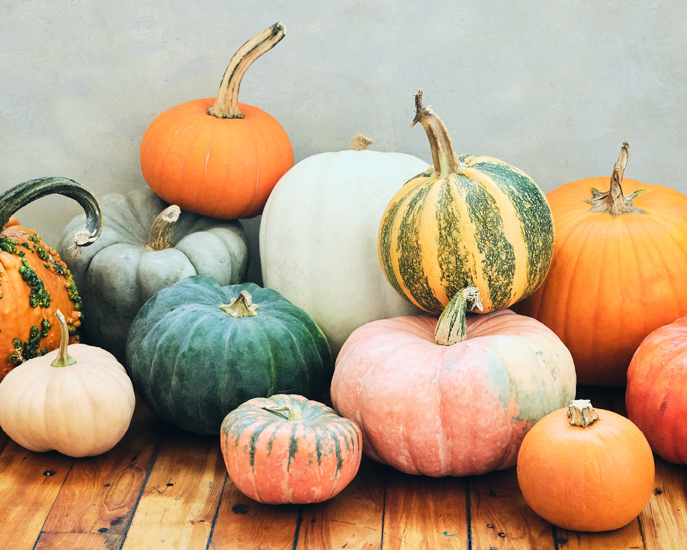 An assortment of colorful pumpkins