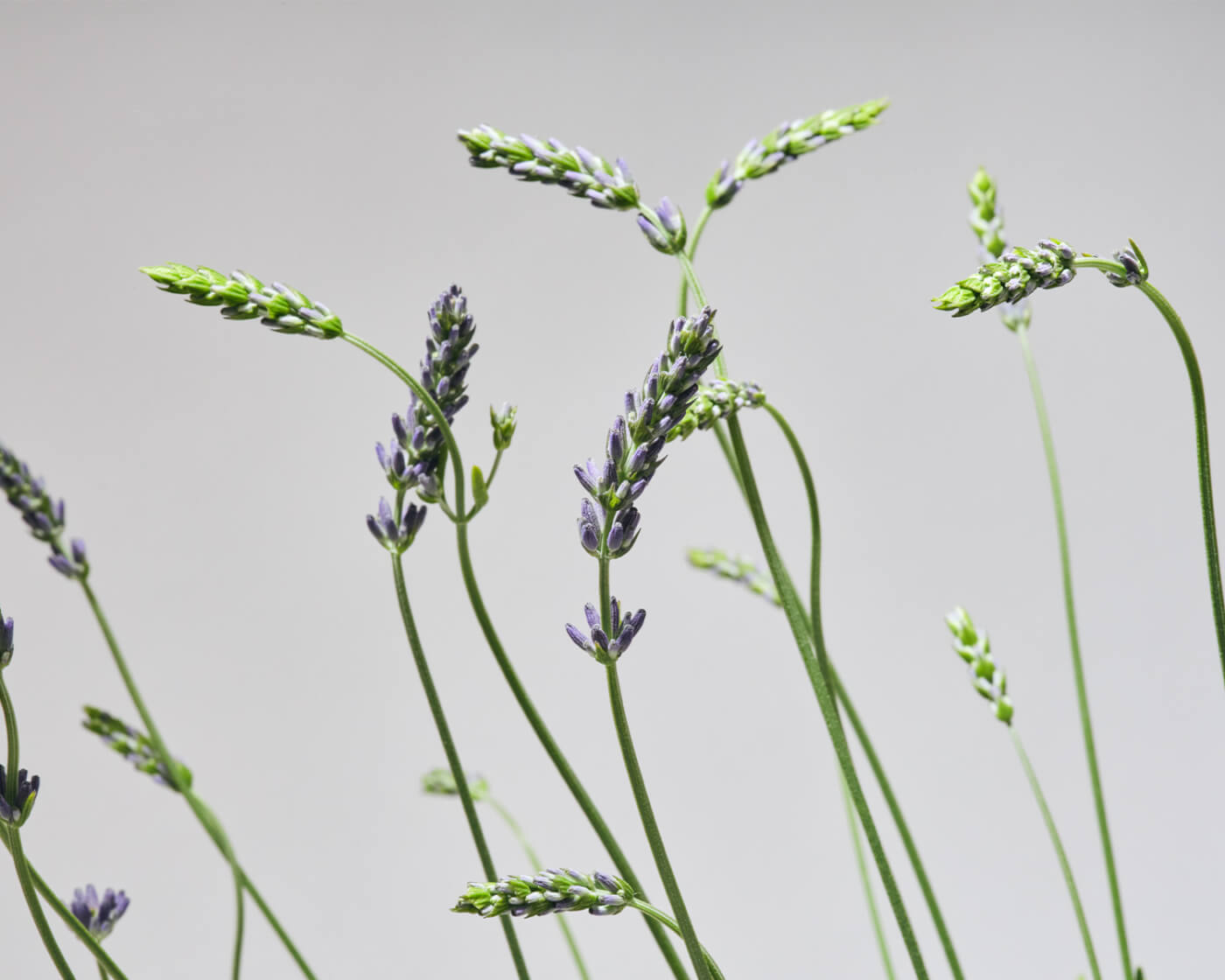 Close up image of Phenomenal Lavender on a grey background.