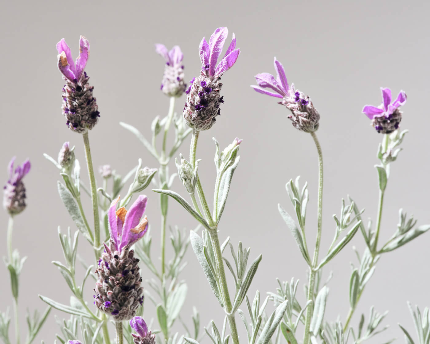 Close up image of silver anouk lavender on a grey background.