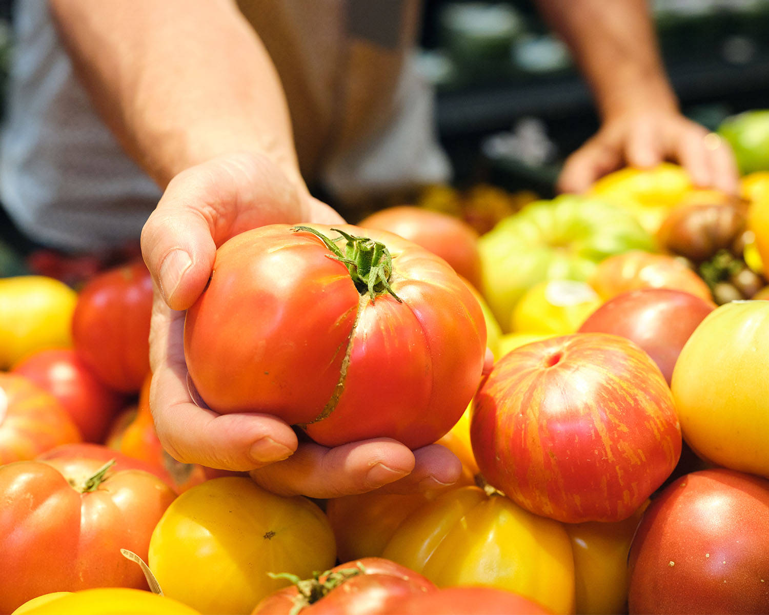 holding a tomato