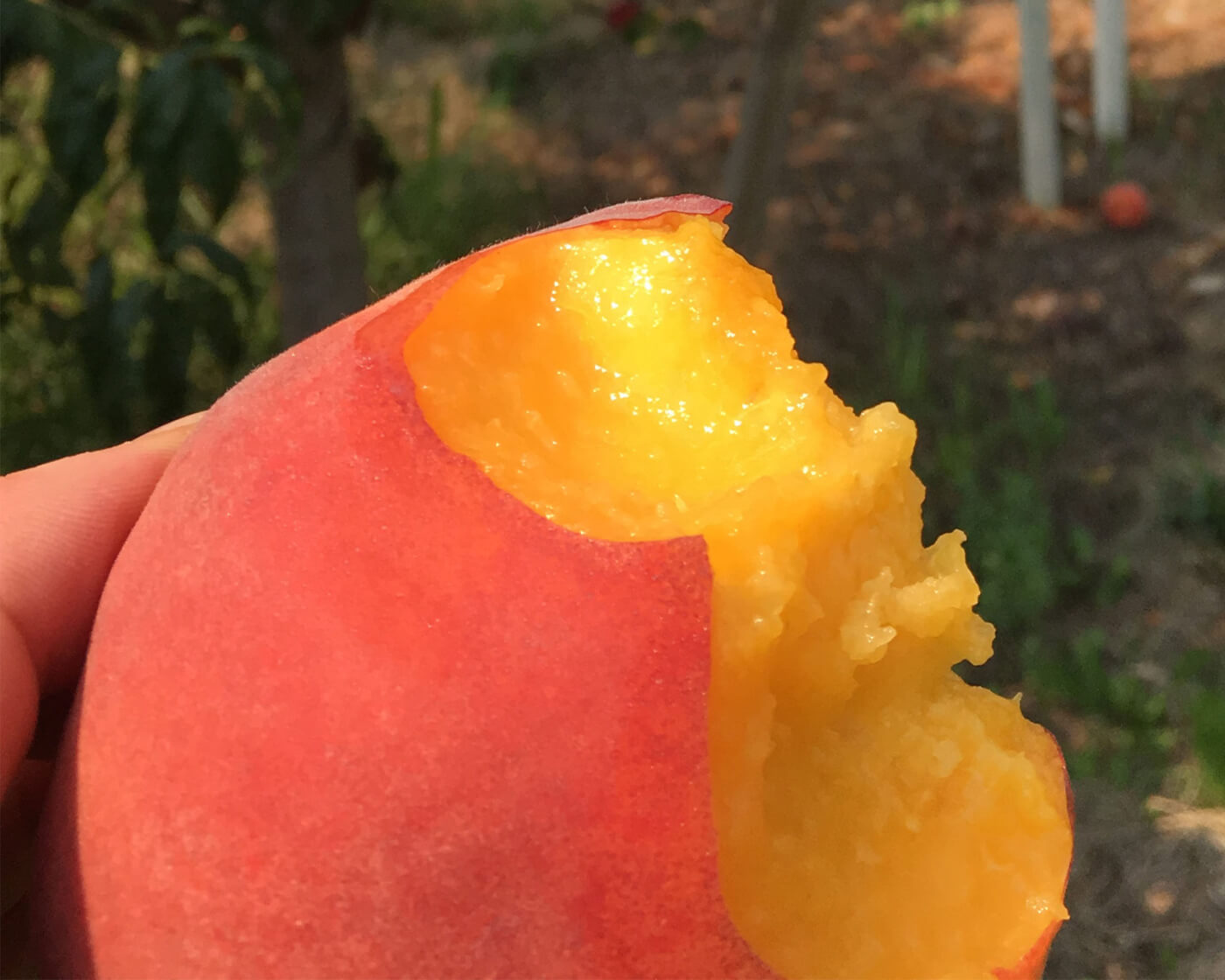 peach with a bite taken out of it