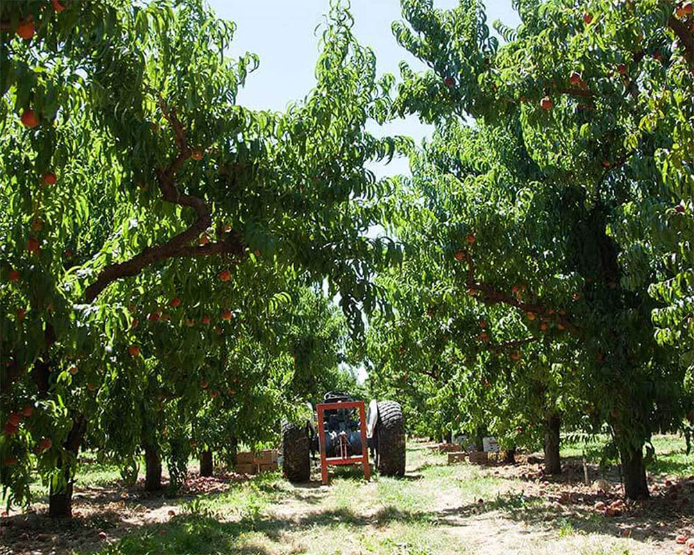 Tractor in a peach orchard