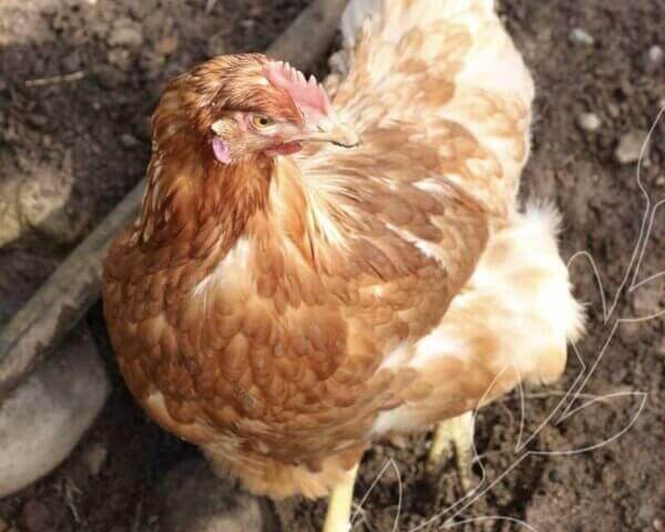 Brown chicken walking outside.