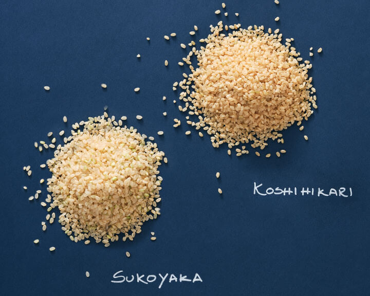 Types of Rice, Sushi Brown Explained from Metropolitan Market