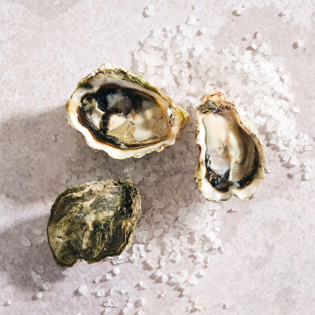kumamoto oysters