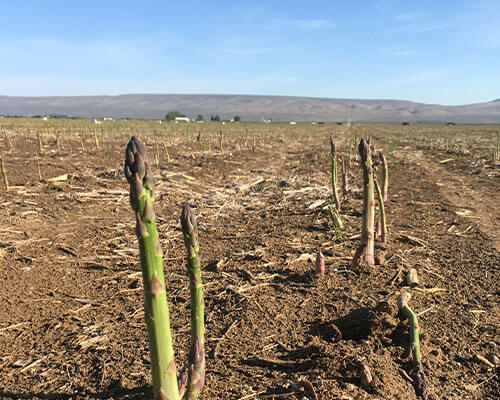 growing or harvesting asparagus