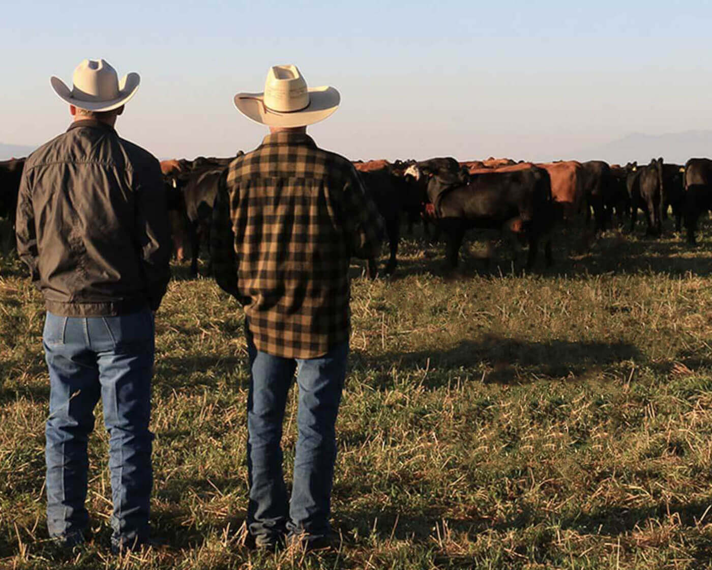 Quality Meat Supplier Two Cowboys from Metropolitan Market