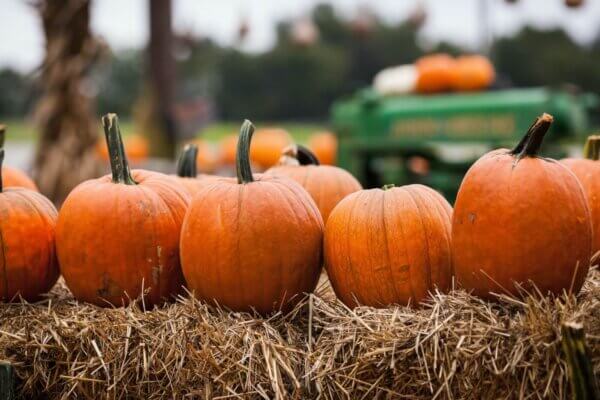 Local Pumpkin Patches Around the Seattle Area from Metropolitan Market